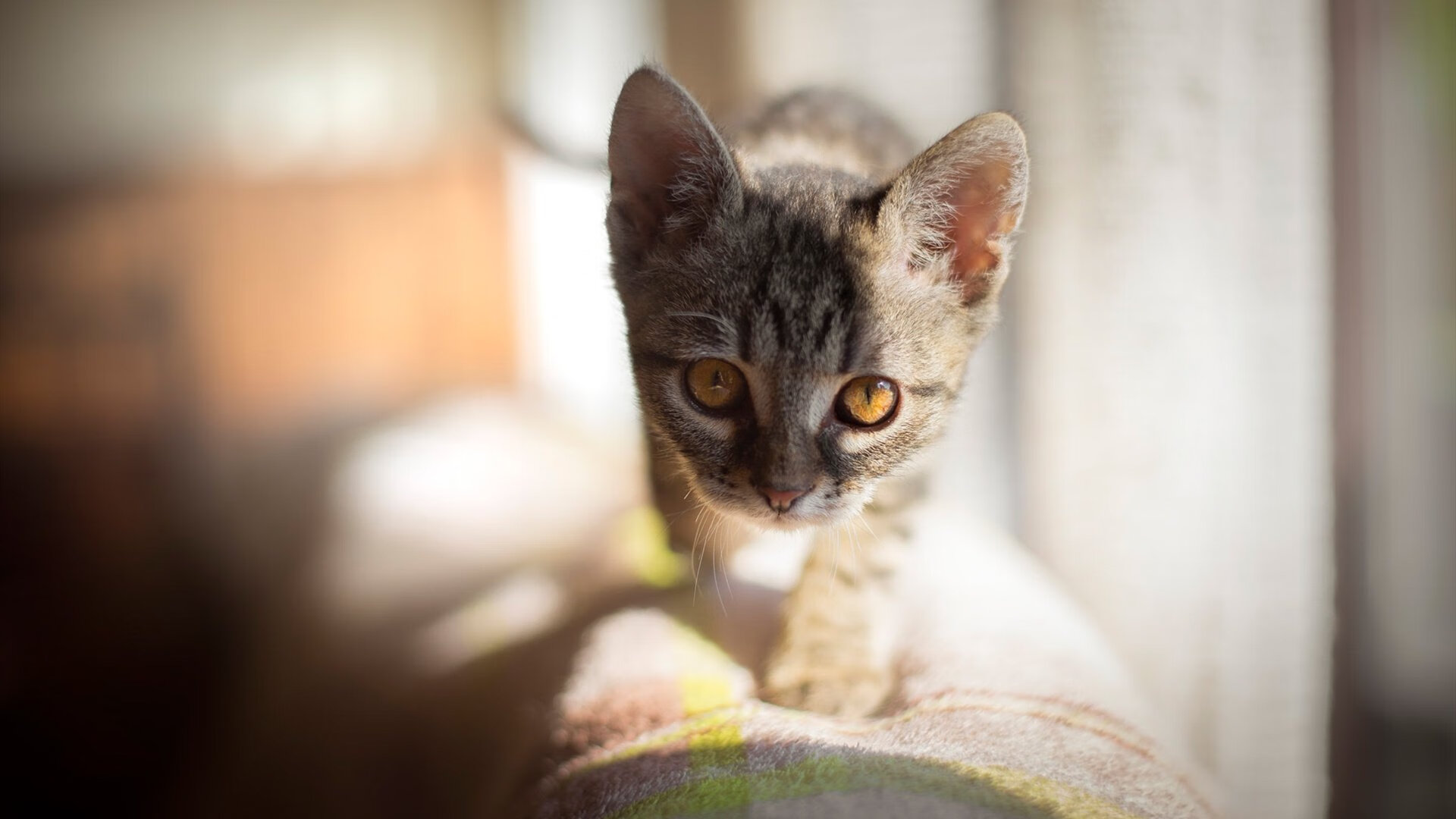 Chinese Taipei：科技助力下的未来体育发展趋势，未来体育是台湾的吗