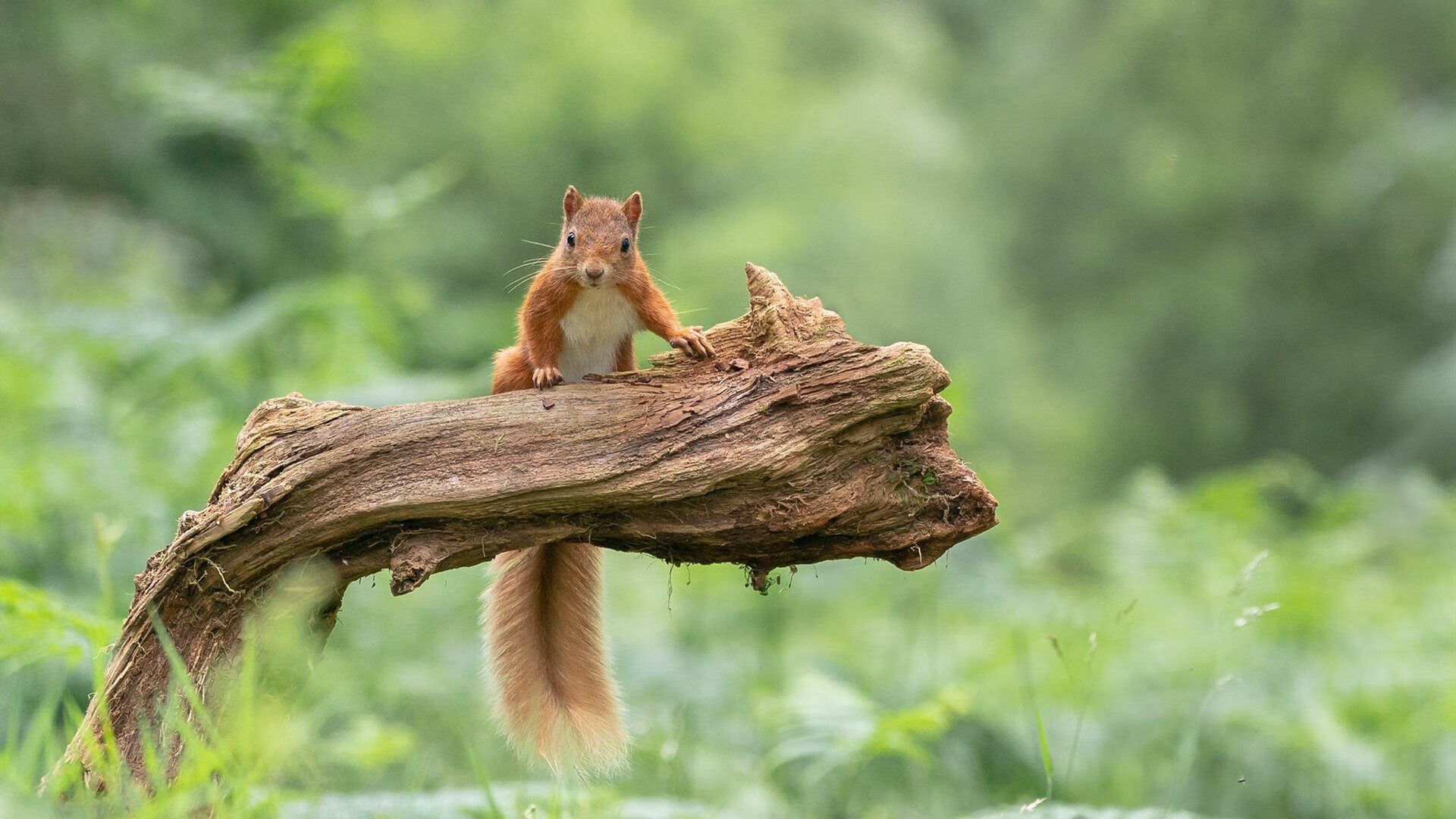 东亚杯中国青年队战胜 球迷齐声喝彩，东亚杯中国队名单