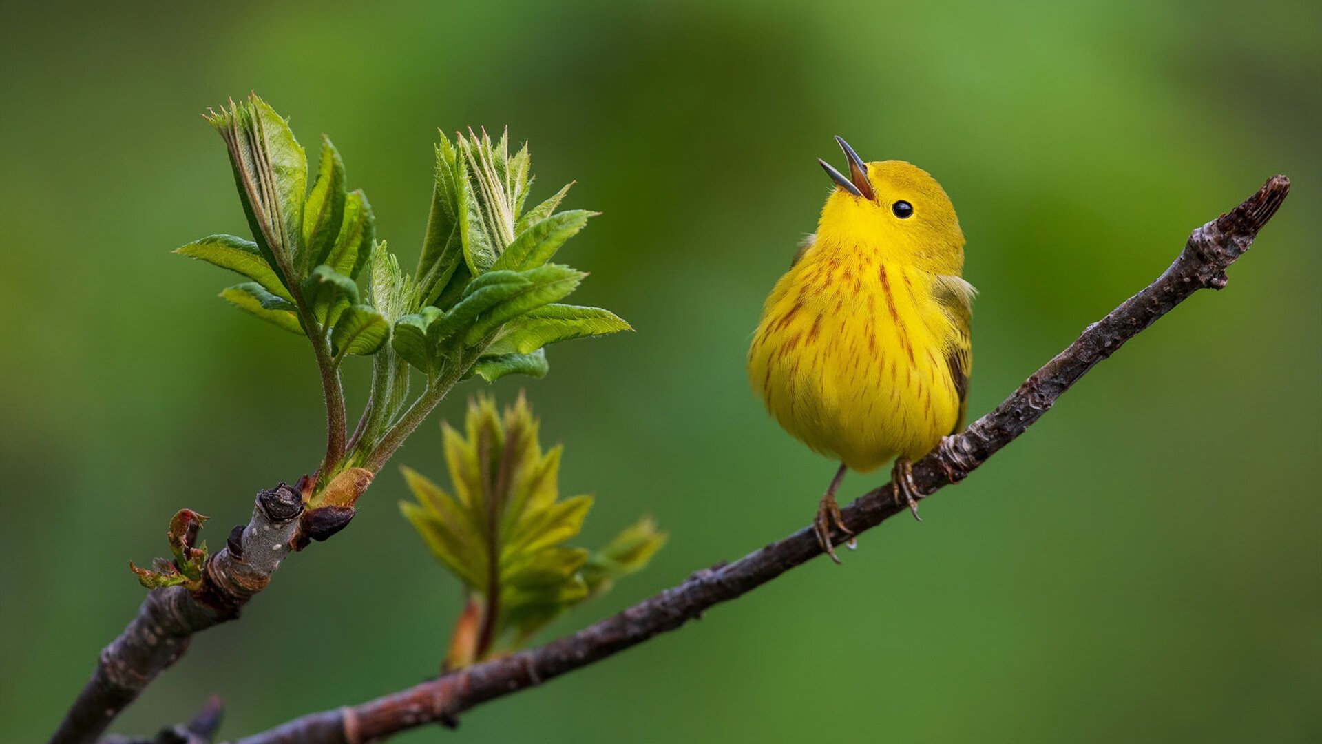 开云·体育全站登录地址-中国男篮客战韩国赢得关键胜利，中国男篮险胜韩国
