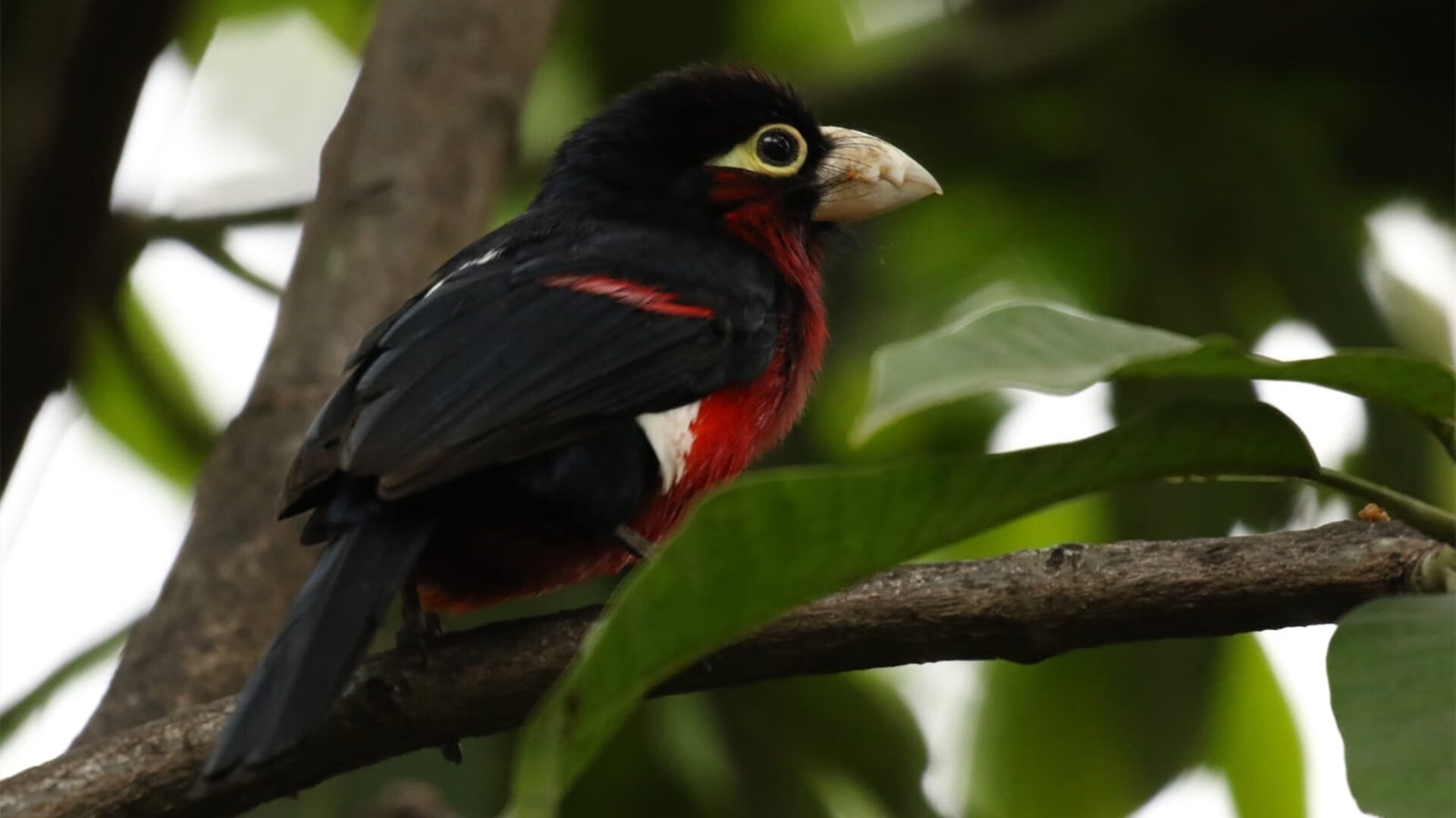 中美200蝶出发反应时间差异缩小