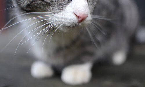 开云官网入口-德雷塞尔自评：还可更快，德雷塞尔游泳最新消息