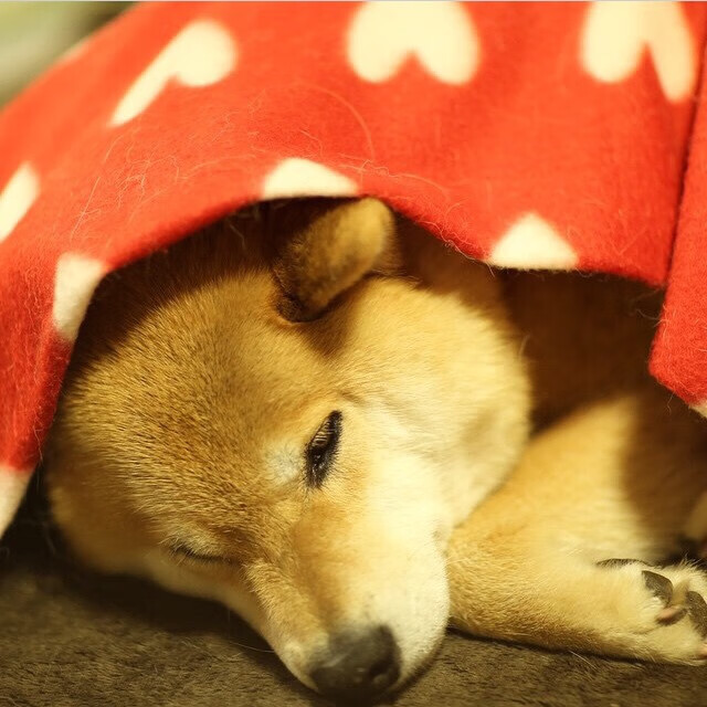 职业联赛收入结构严重依赖转播权,职业联赛工资