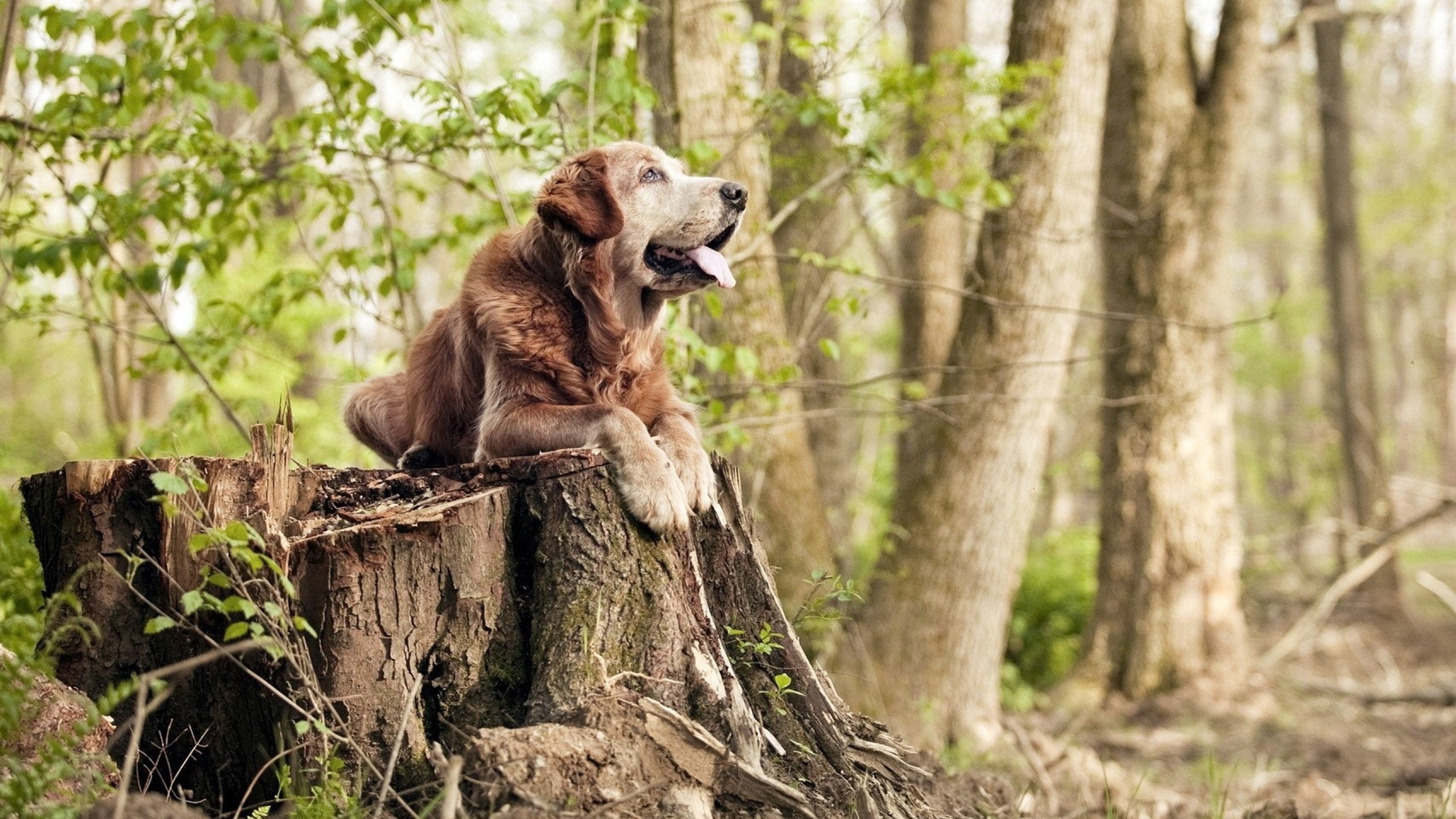 开云·Kaiyun网页版-运动科技赋能体教融合发展新模式，运动科技赋能体教融合发展新模式是什么