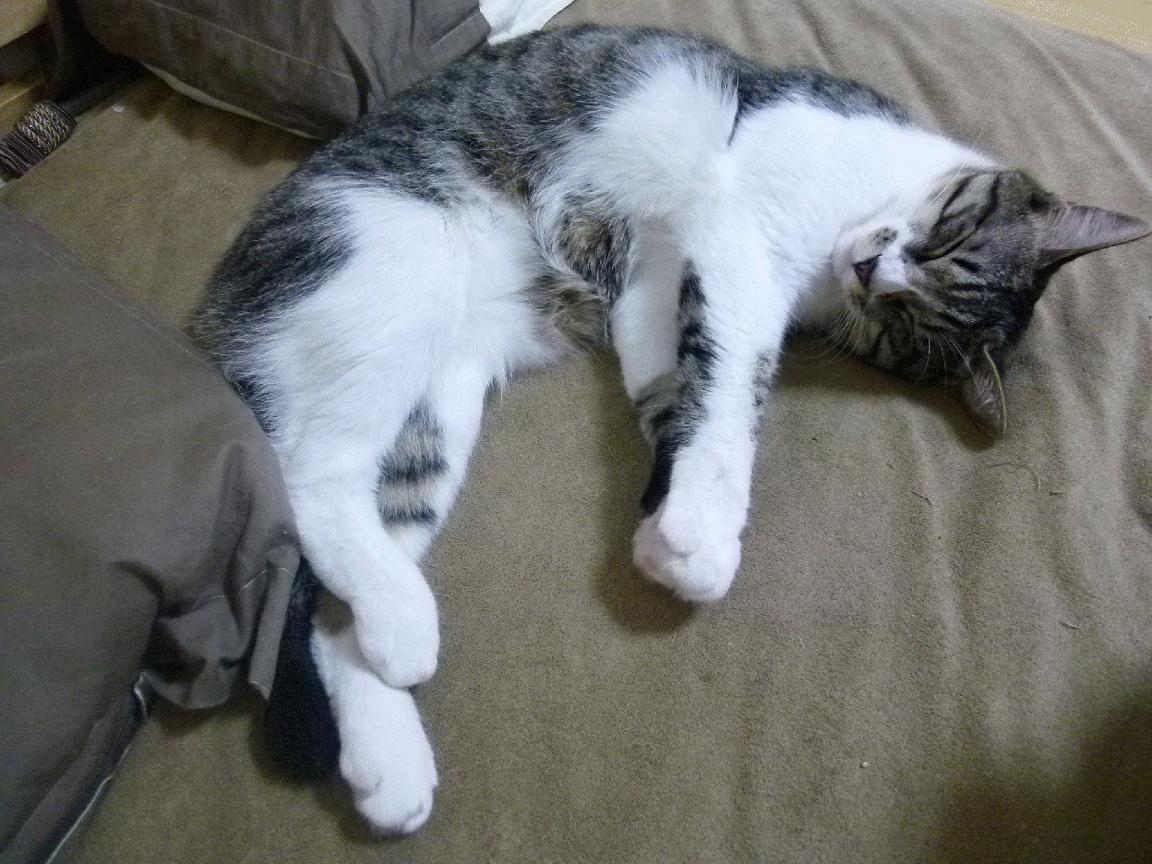 开云体育网页入口-南非水球队反击效率惊人，南非水系分布图