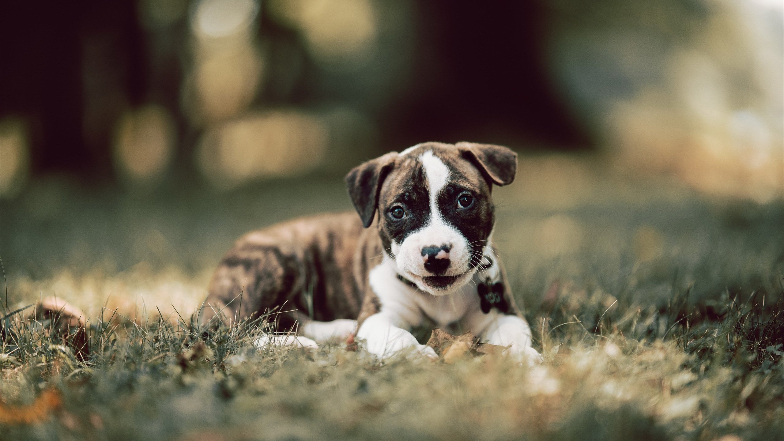 开云体育官方网入口-城市足球发展指数公布多地成绩优异形成良性竞争，城市足球发展健康指数排名