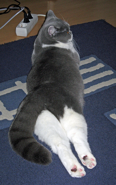 威尔士橄榄球青训计划迎来全新布局，威少橄榄球